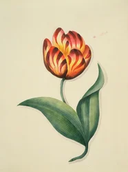 Tulipan, fra `Flowers, an English Botanical Manuscript, c.1840 (wc)